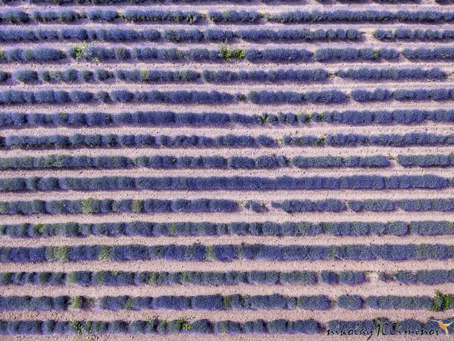 Aerial view of the endless lavender filed in Bulgaria, creating beautiful patterns