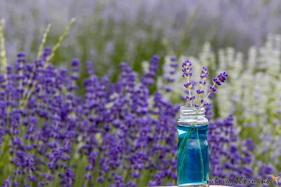 Bottle of lavender essential oil on a beautiful lavender field background