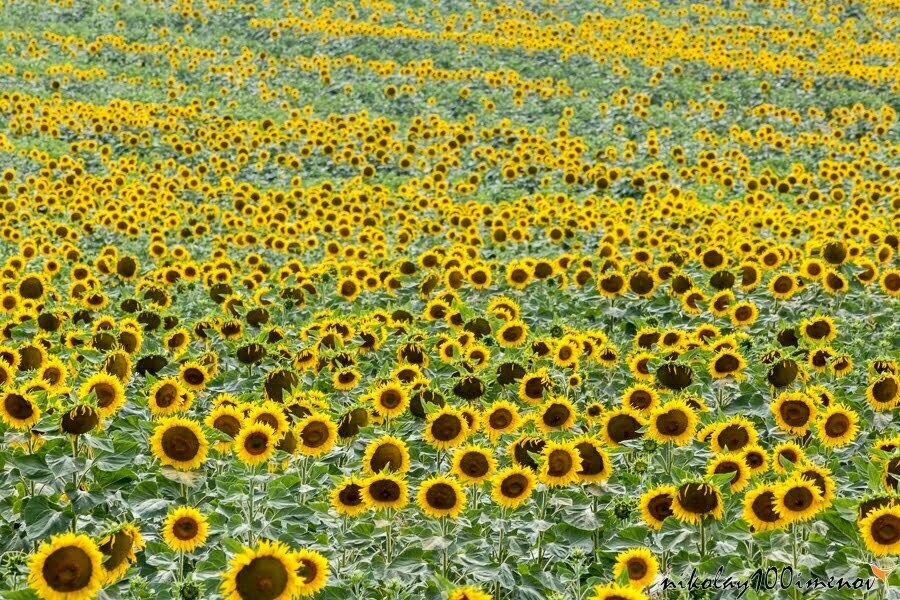 Endless field of sunflower plants. It is like a wave created in an ocean of sunflowers.