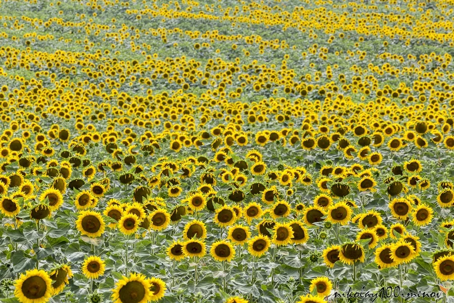 Endless field of sunflower plants. It is like a wave created in an ocean of sunflowers.
