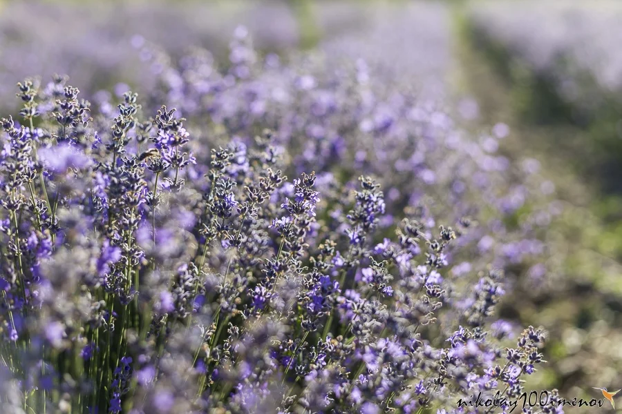 Closeup of lavender flowers on a sunny summer day