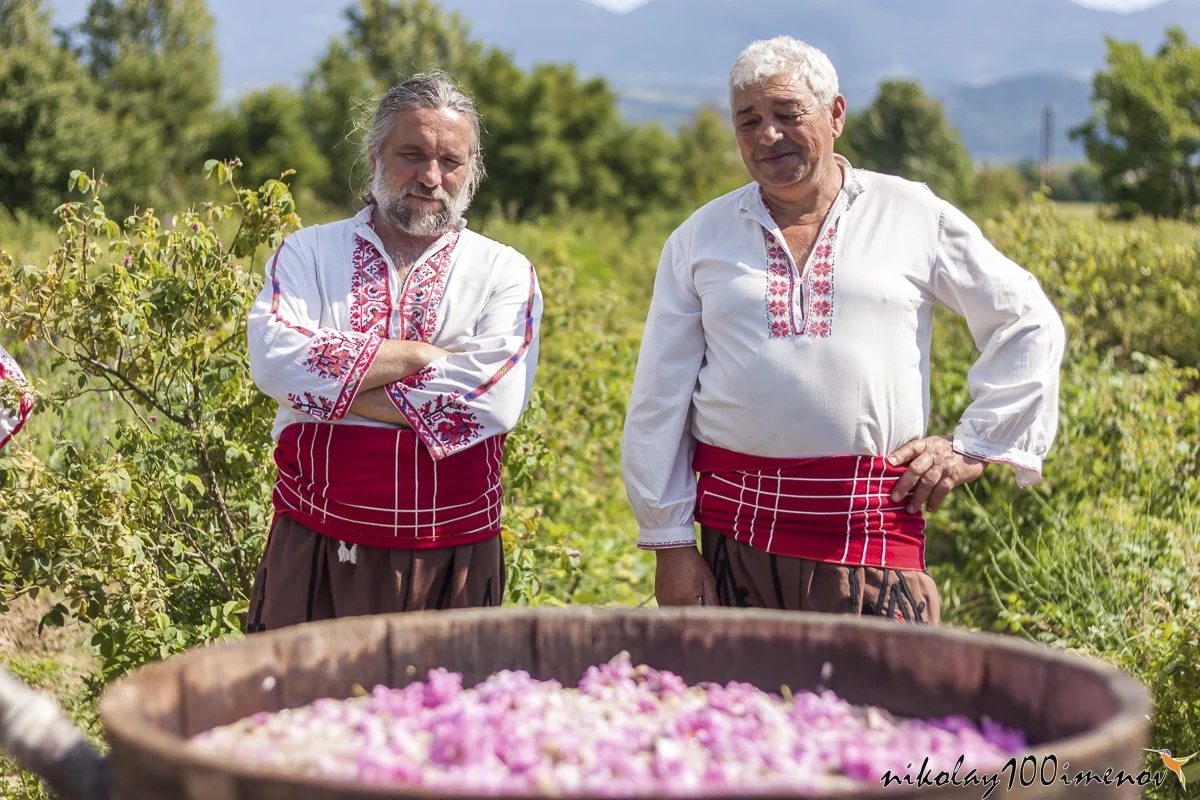 ROZOVO, BULGARIA - JUNE 06, 2015 - Rose picking ritual in Rozovo village. People dressed up in a traditional folklore costumes sing and dance for health and succesful harvest of the Bulgarian Roses.